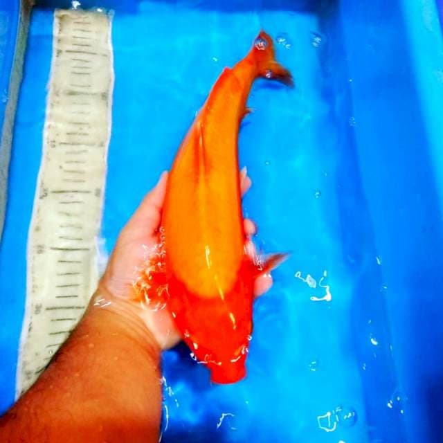 Jumbo akahajiro muda 40bu