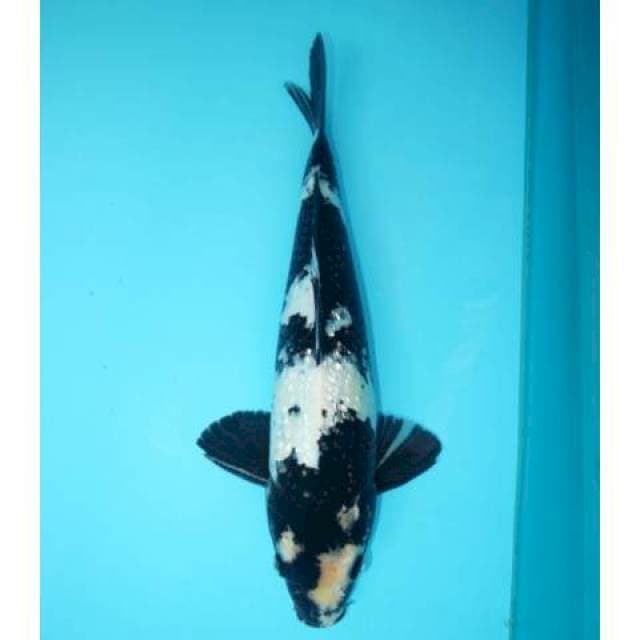 Ginrin Utsuri Sumi Finish 36 cm
