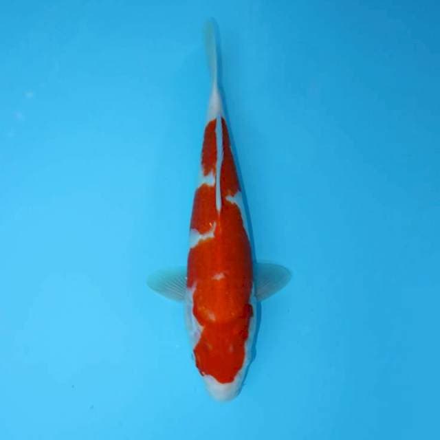 KOHAKU 32 CM