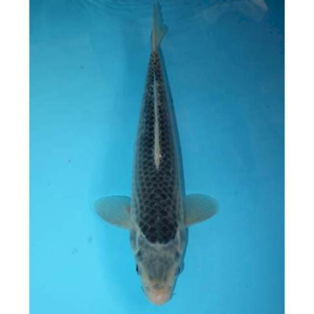 ASAGI 33 CM