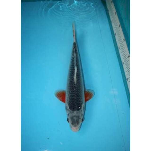 ASAGI 31 CM