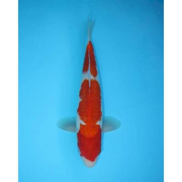 KOHAKU 30 CM