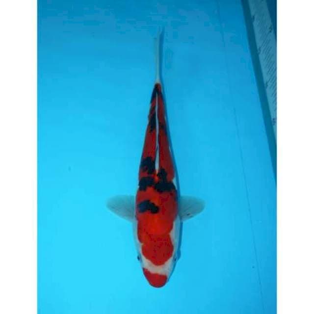 SANKE DOITSU KUCHIBENI 30 CM