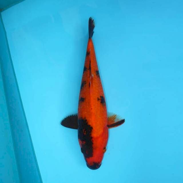 UTSURI 34 CM