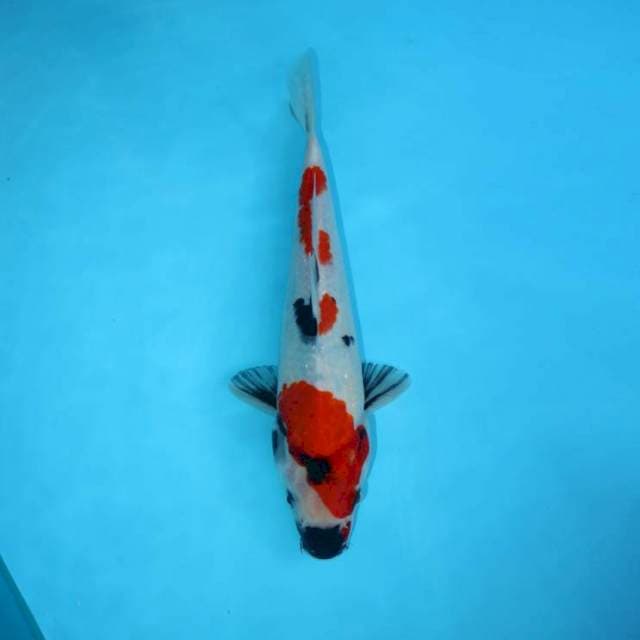 TATEGOI SHOWA 25 CM