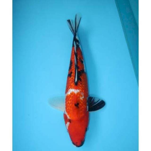 SHOWA GINRIN 38 CM