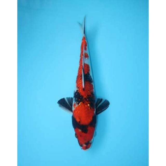 SHOWA GINRIN 32 CM