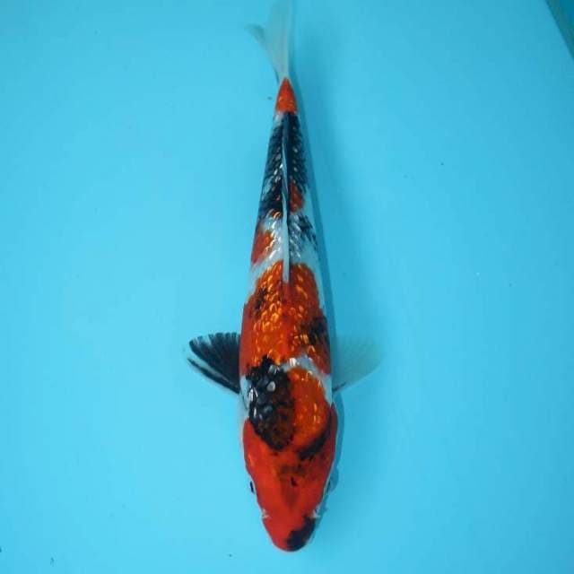 TATEGOI SHOWA GINRIN 25 CM