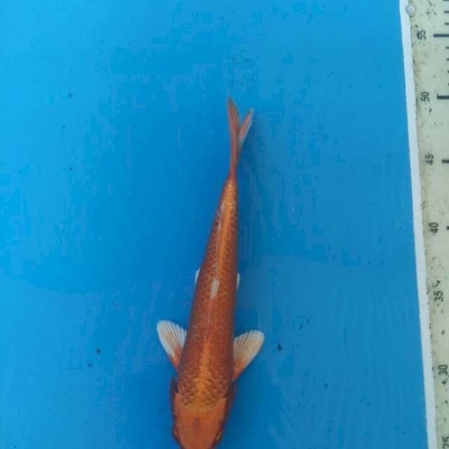 Orenji 25cm