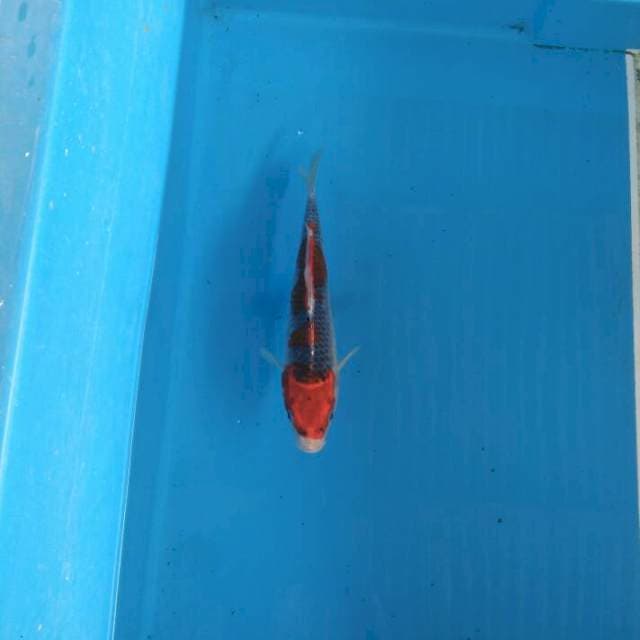 Goshiki 25cm