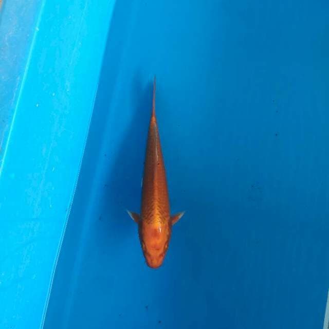 Orenji 29cm