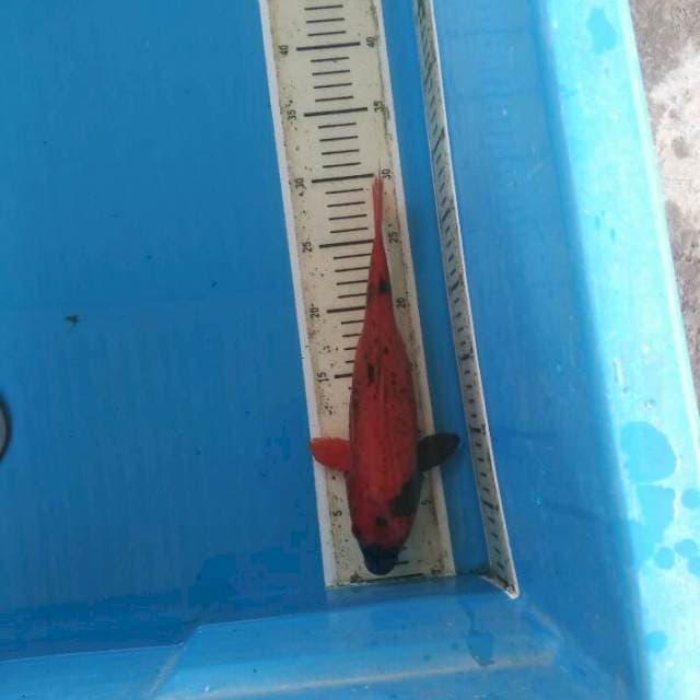 Hi utsuri 29cm