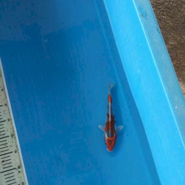 Goshiki 23cm