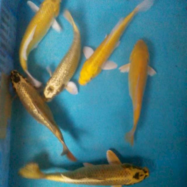 Campurkinrin21-24cm