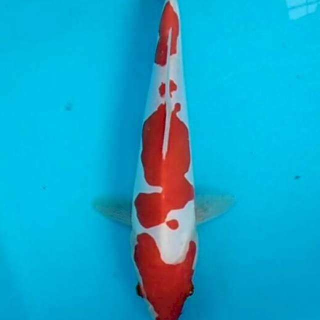 Kohaku doitsu cantik original -Jenny 25cm