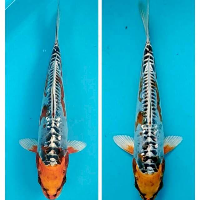 Yellowhead metalic kiko/kujaku 24cm