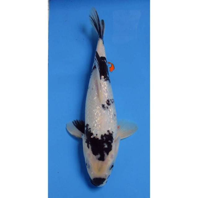 SHIRO GINDRIN 32CM