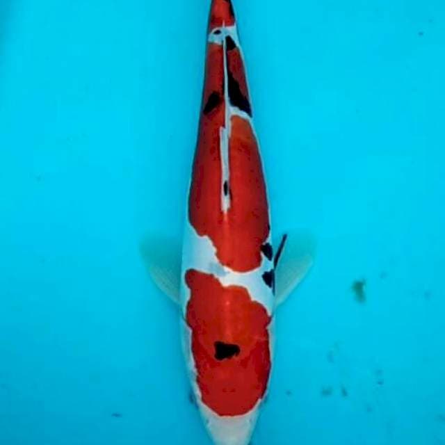 Sanke doitsu mulus pola cantik 25cm