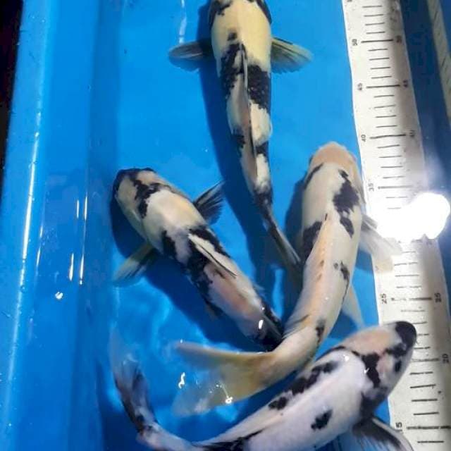SHIRO 30 SAMPAI 32 CM