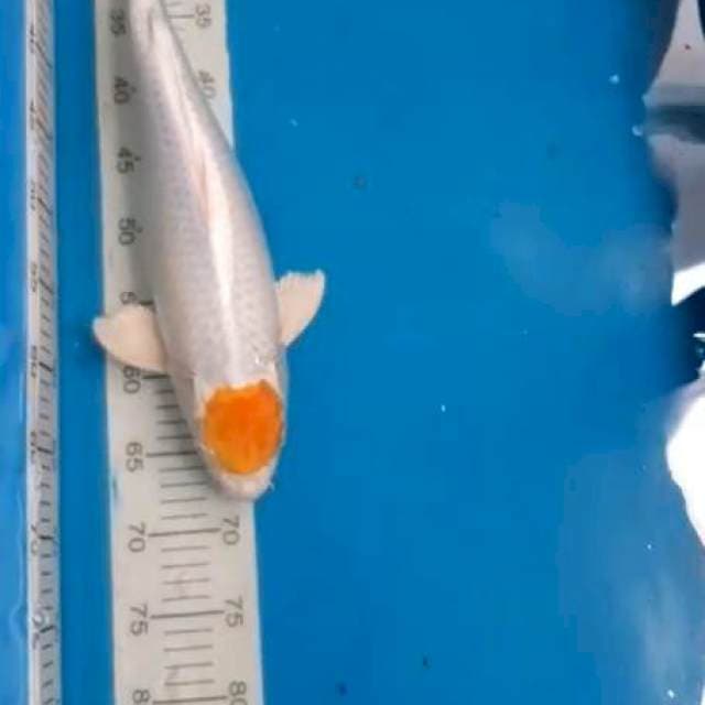 Thanco Hariwake serti juara 2 pandaan koi show