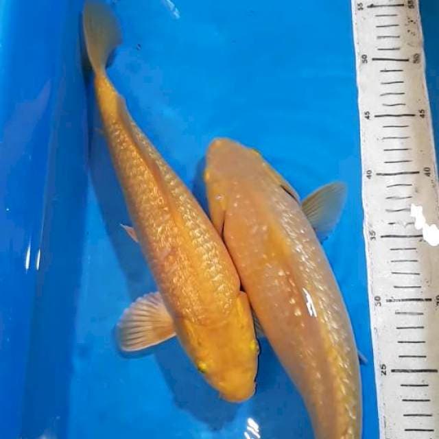 KARASHI GINDRIN 33&36 CM
