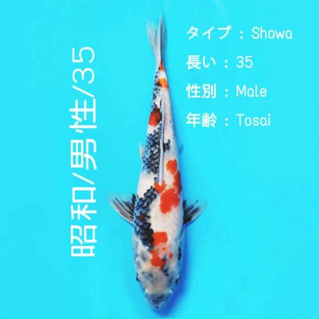 JS-2 F1 showa tategoi