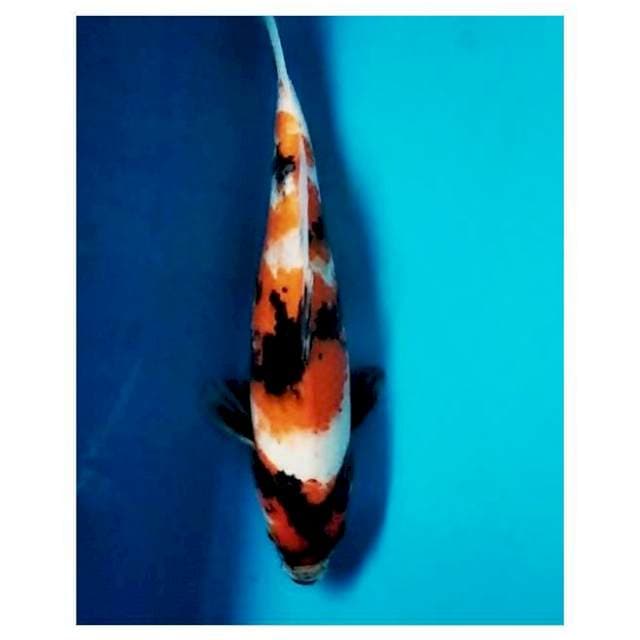 Showa male 33 cm pola yahut
