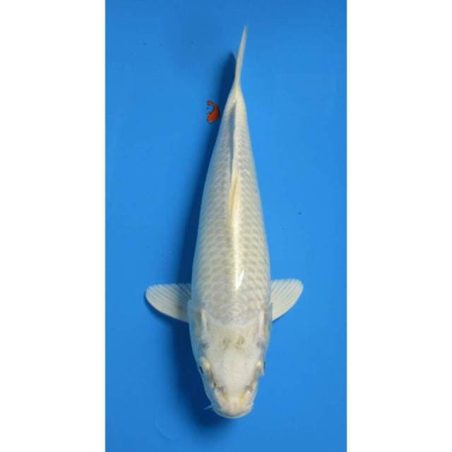 PLATINUM 30CM