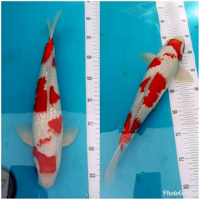 ** SQ ** RED KOHAKU GINRIN ORIGINAL