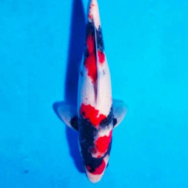 Showa super red, male 30cm
