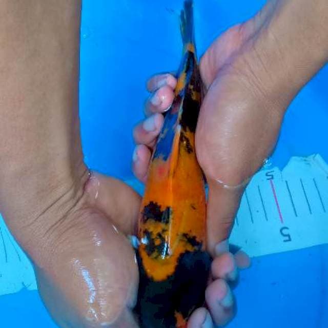 Utsuru mantap 2