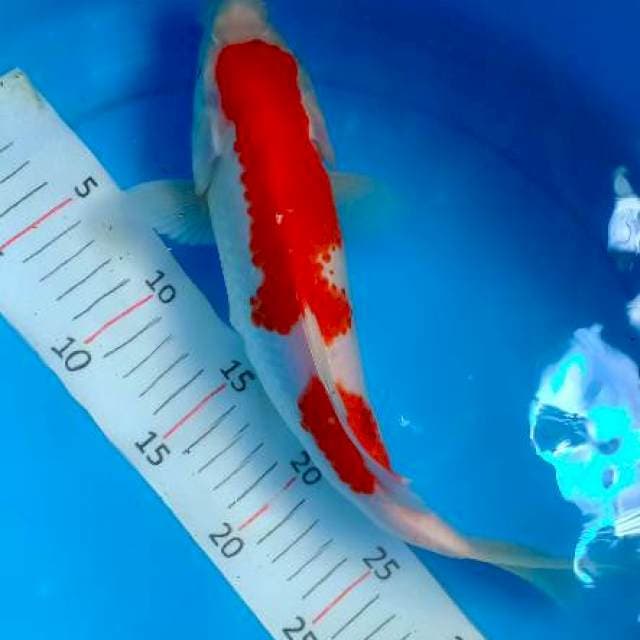Kohaku mantap 3