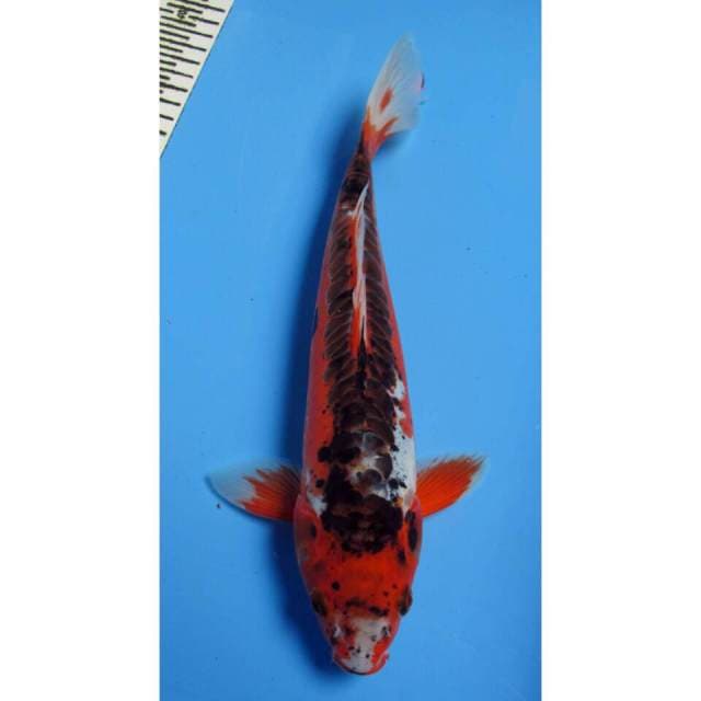 HANASHUSUI 33CM