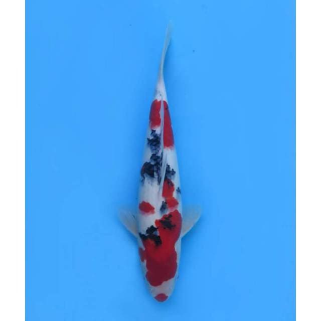 Red Sanke Male - 35cm