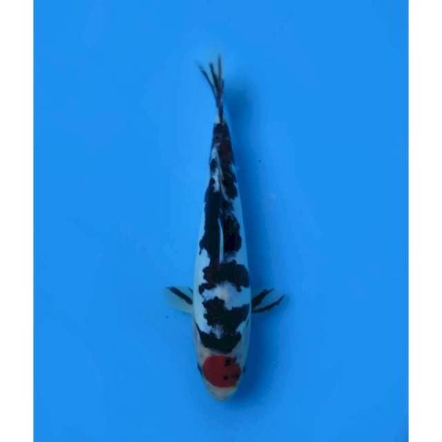 Tancho Sanke Doitsu - 22cm