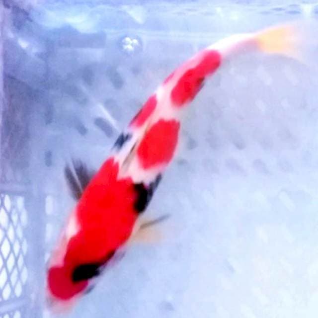 Red strong 30cm