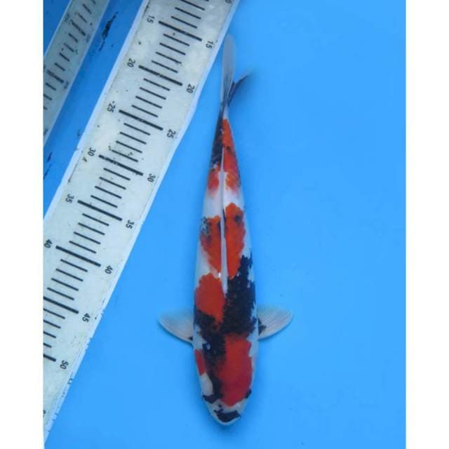 Showa Sanshoku HQ , Male - 35cm