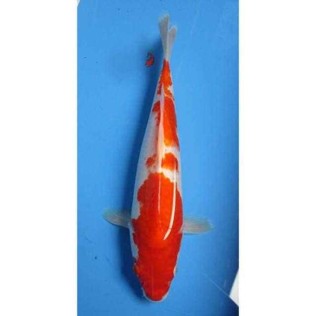 KOHAKU 33CM