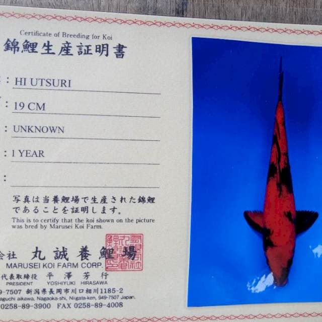 Hi utsuri marusei import