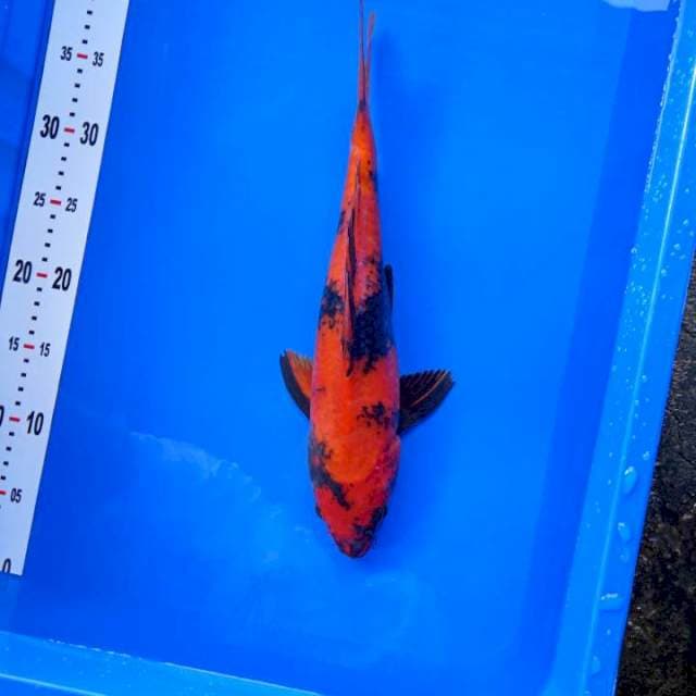 Hi utsuri marusei import