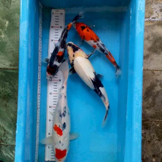 Mix 4 ekor 27cm-37cm