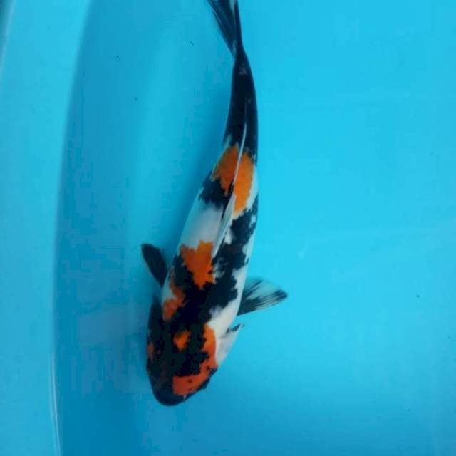 Showa