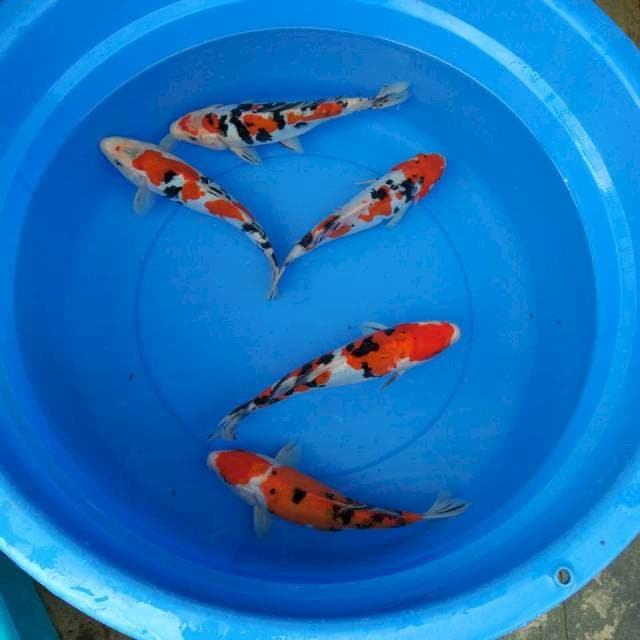 SANKE 29,30 CM MIX 5 EKOR