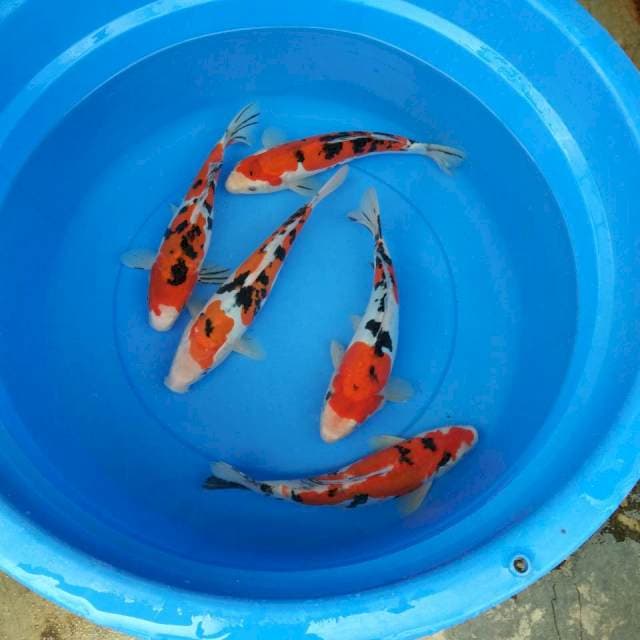 SANKE 30,32CM MIX 5 EKOR