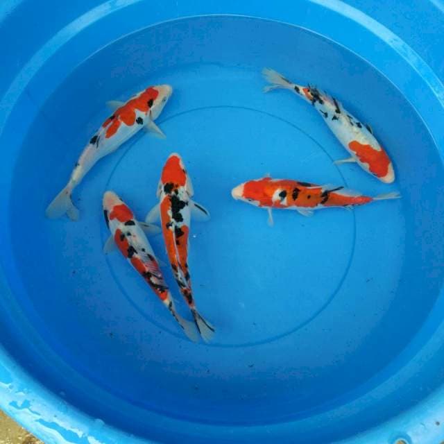 SANKE 28,29 CM MIX 5 EKOR