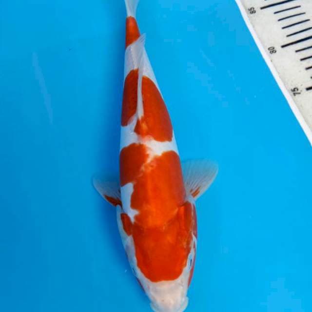 KOHAKU 33CM MALE