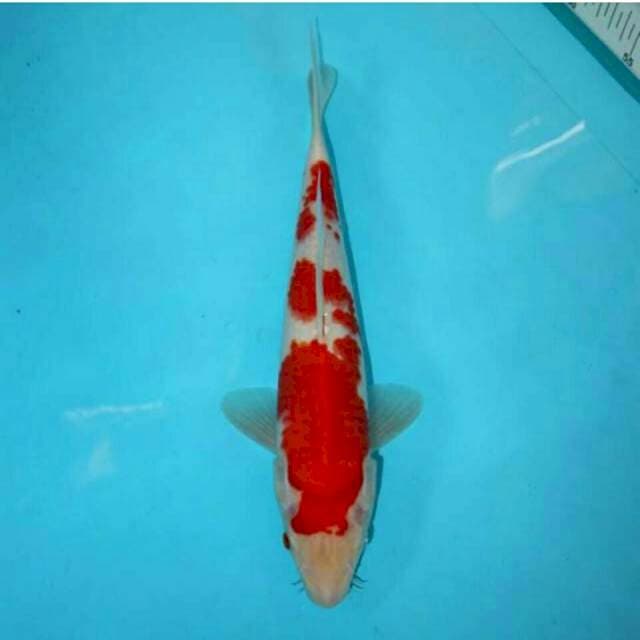 Kohaku, 30 cm