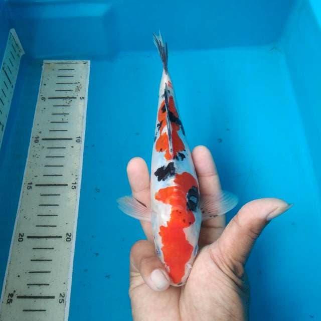 SANKE 24CM MALE
