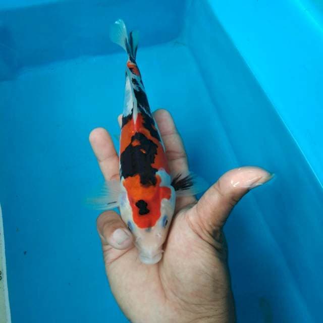 SANKE 22CM MALE