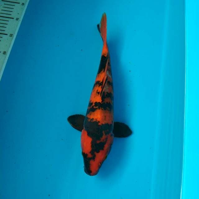 HI UTSURI 38 CM FEMALE
